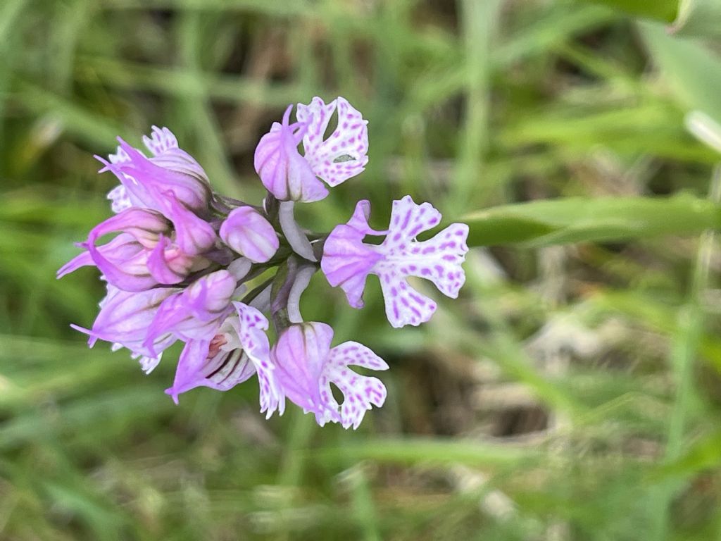 N. tridentata e O. provincialis